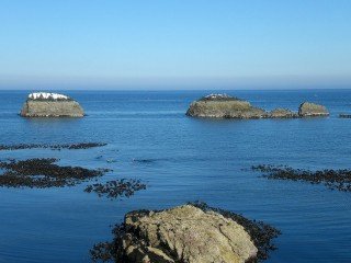 Die Vogelfelsen an der Küste vor Dunbar. (Foto: C. Sauer/SMMP)